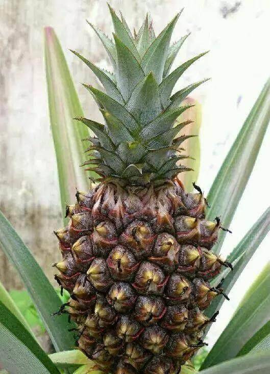 菠萝怎么做盆栽 2bd73e56829f4425854b8008107a480d.jpeg