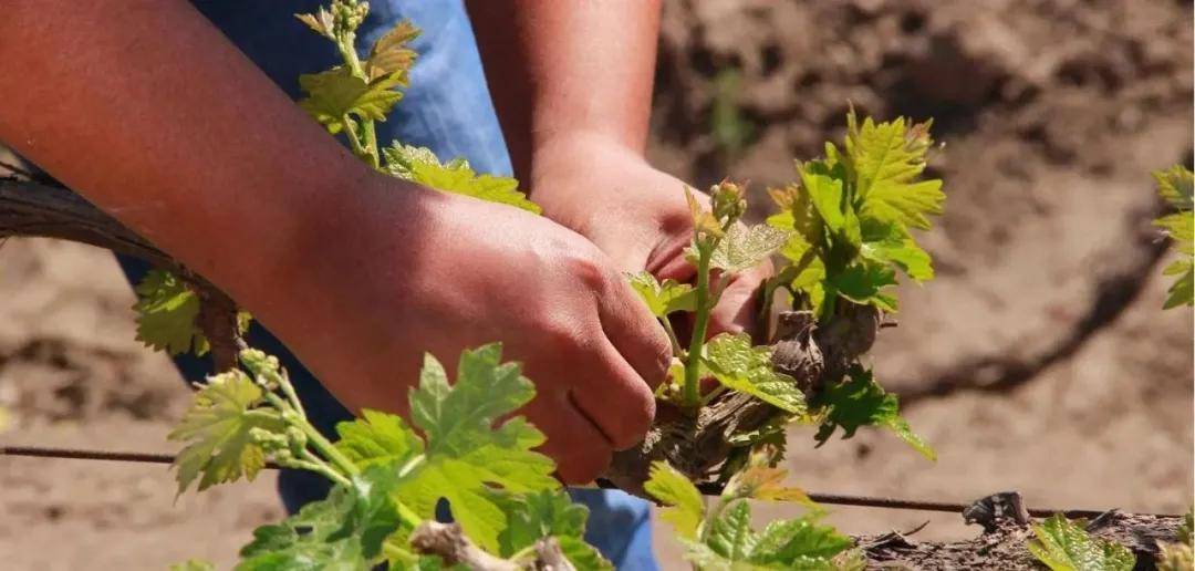 四月葡萄栽培千万不要忘了这些事