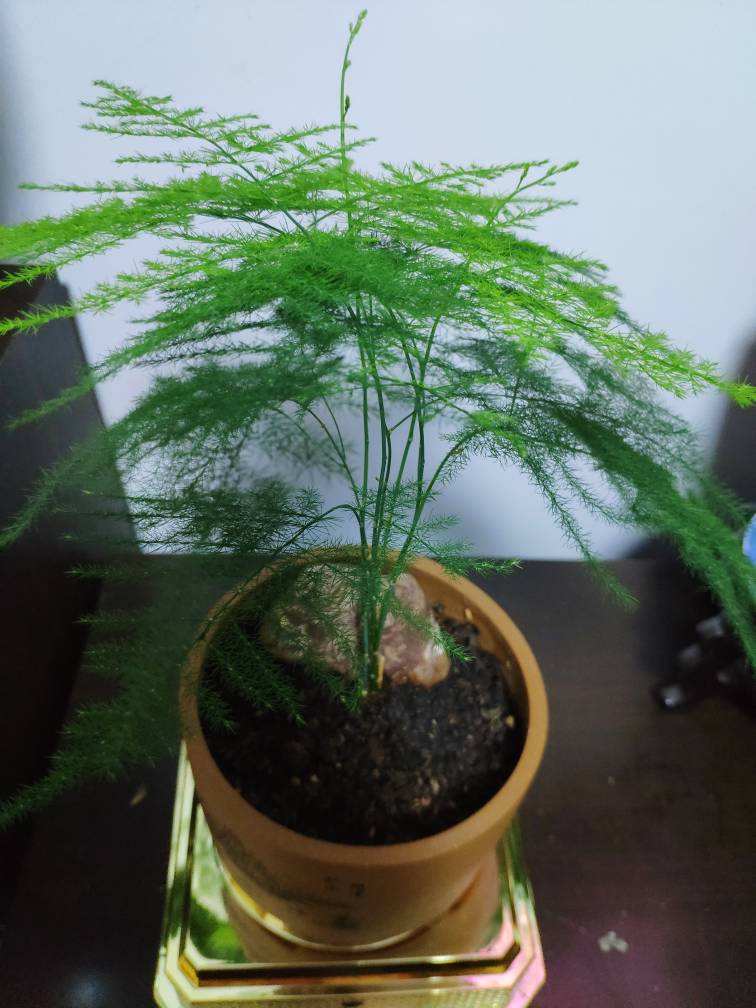 一棵文竹长成十几棵?只要学个小技巧,再弱也能变茂盛!_养护