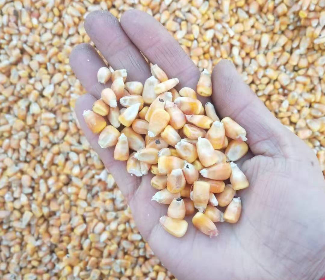 老农提醒,卖玉米时遇到粮贩车上有散粮不要卖,这是啥原因?