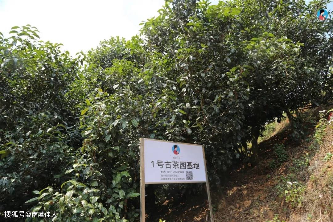 南茗佳人1号古茶园，勐库西半山树龄最大，茶树树围达2.2米！