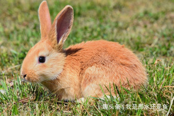 51年兔女晚年如何 a4cdc9a5a05a43b29e1badddd9112784.jpeg