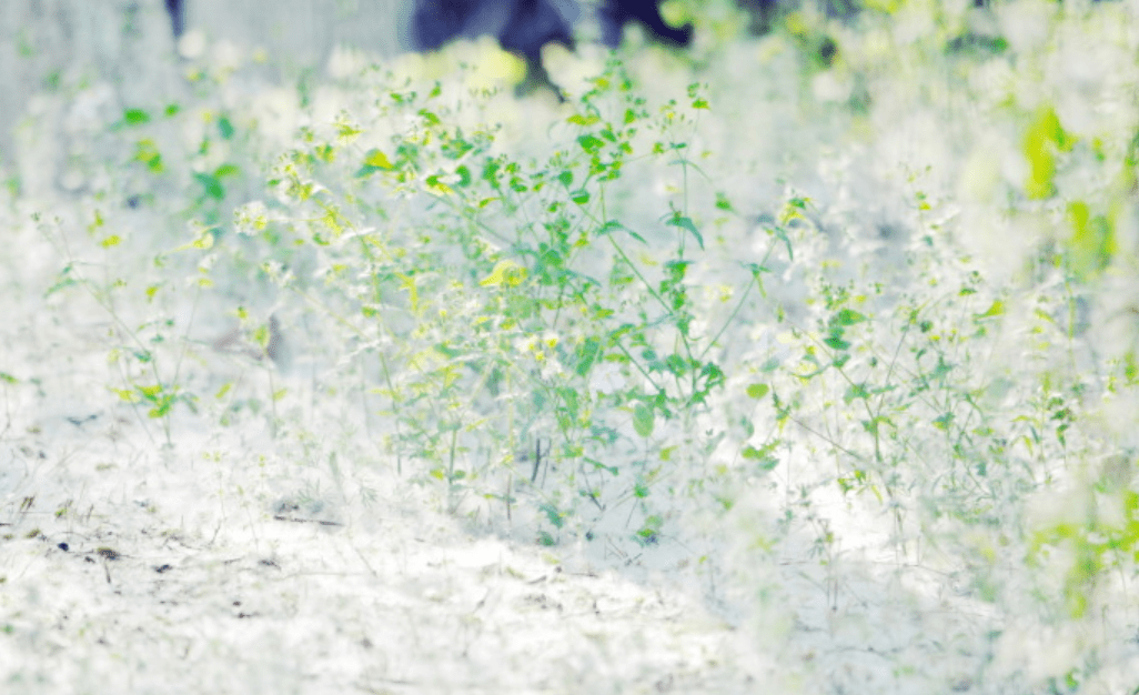 诗词鉴赏四月柳絮飞如雪十二首有关柳絮的诗词67飘进诗意的春天里