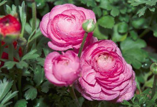 开花最大的月季是哪一款 cc1a38a0ef8e429eae1de6462eea3e0d.jpeg