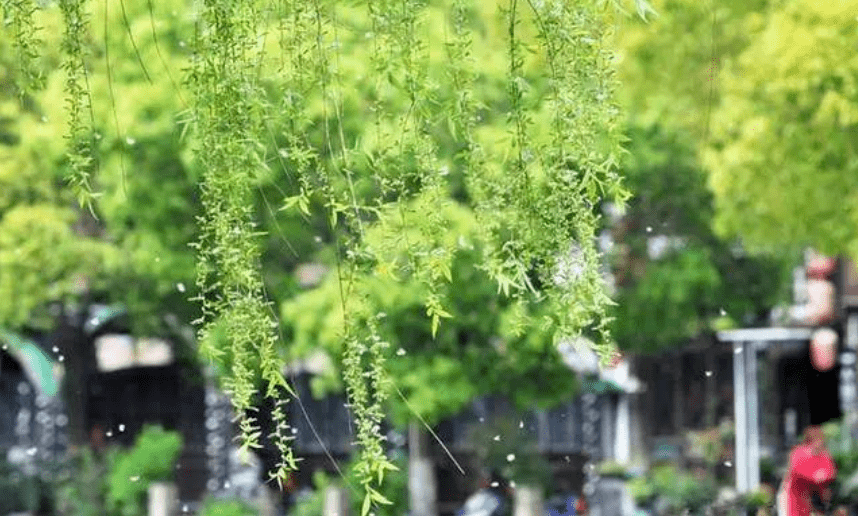 诗词鉴赏四月柳絮飞如雪十二首有关柳絮的诗词67飘进诗意的春天里