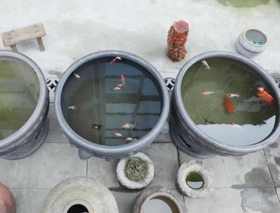 阳明花鸟品牌商家——鱼景园：一个汇集各类古玩的名品金鱼观赏处