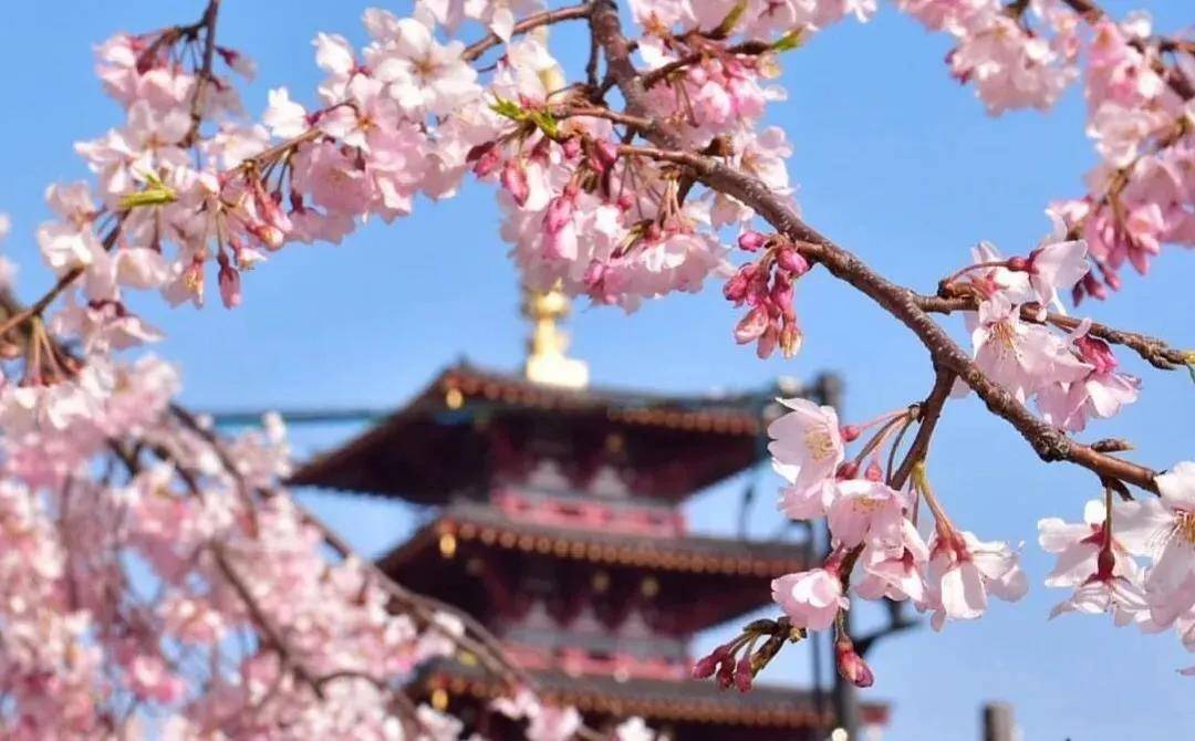 花都开好了，跟着樱花在大阪寻找春天~