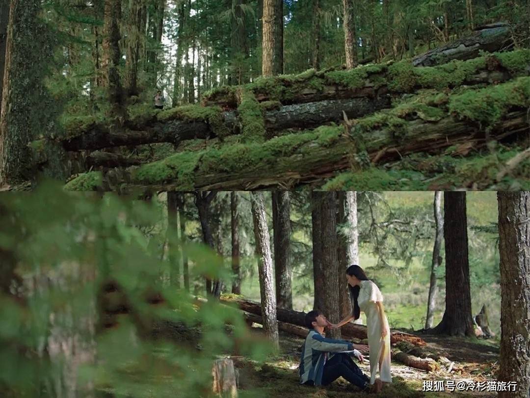 森林场景的画面都发生在这绿幽幽的环境里,这样的背景确实很适合司藤