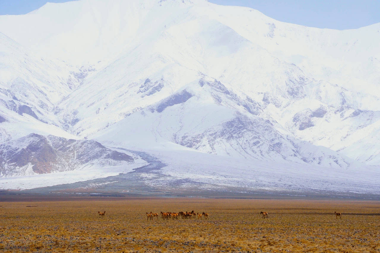 这里是新疆~丨野马在新疆