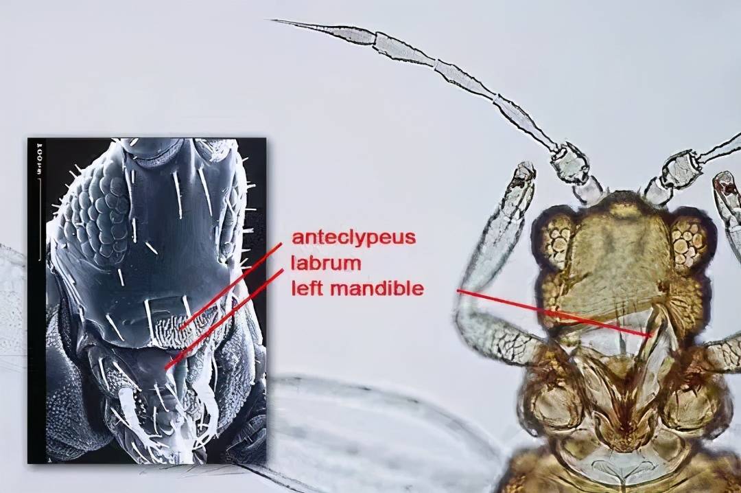 柑橘花前花后防好蓟马 花皮果少一半 你弄懂了吗 危害