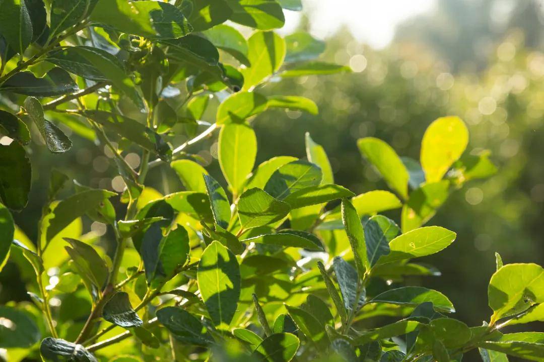 贰零贰壹新风向南美风情马黛茶马黛茶创新饮品开发趋势分析