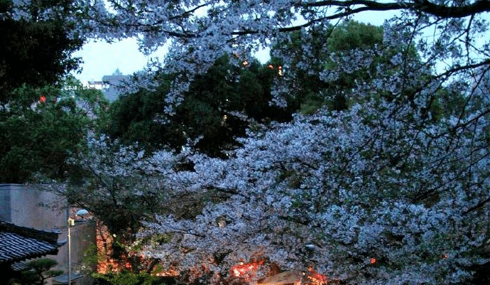 花都开好了，跟着樱花在大阪寻找春天~