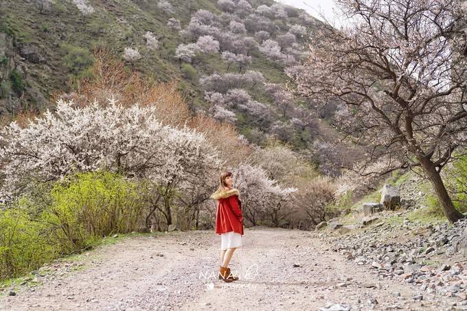 新疆新源的这条未名沟，杏花盛开的景致，四月最美的赏花之地