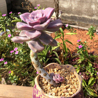 原创养多肉紫乐掌握3个要点上色简单爆头快长成老桩颜值高