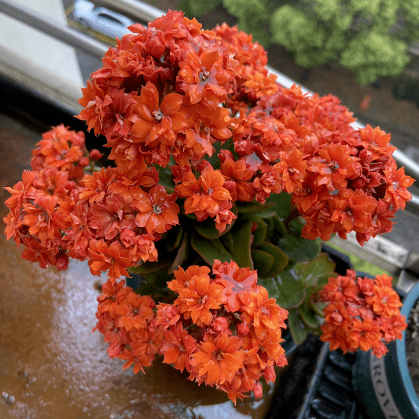 种什么花都能活的4月 买花也要擦亮眼 记住 3买3不买 植物