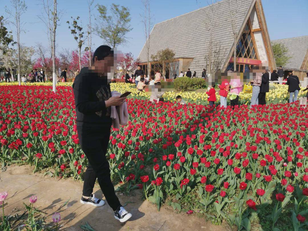 清明，商丘汉梁公园的郁金香“哭了”：花开的时候，您别再来看我
