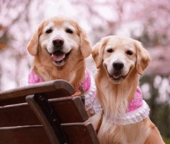 怎么看小狗多大 1b084dbdddb04f76bafffc0625efd653.jpeg