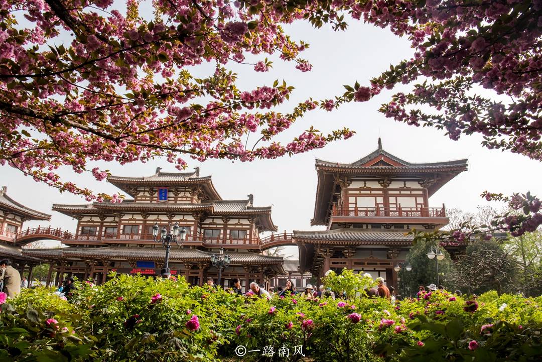 西安青龙寺樱花美如画，游客说好像日本京都，其实这里才是原版