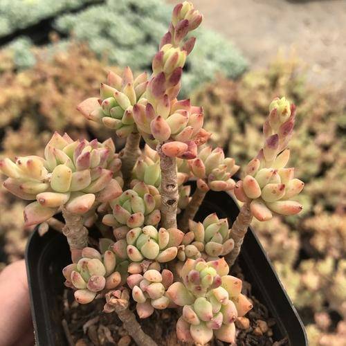 原创多肉小美女群生易爆盆可以养出果冻色人人见了都喜欢