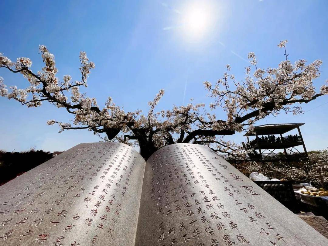 连日来,河北省肃宁县万里镇尹庄村千年古梨园的万亩梨花正在陆续绽放