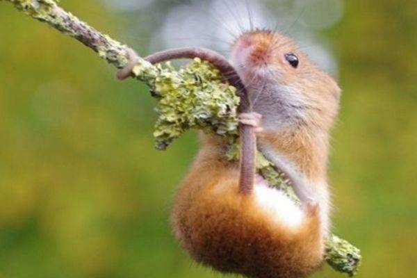 鼠是什么偏旁 5b3c4e4fb3fc4b198ccf11d73772149c.jpeg