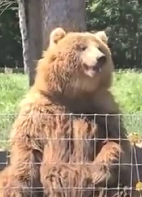 棕熊空手接面包，还会挥手进行互动，棕熊：坐下，基本操作