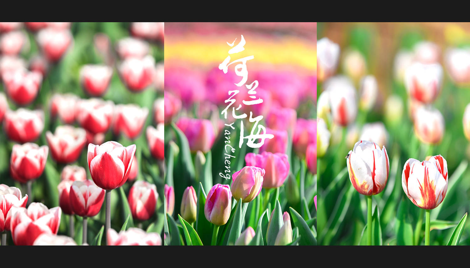 【春季赏花好去处】在中国郁金香第一花海“荷兰花海”，遇见“爱”