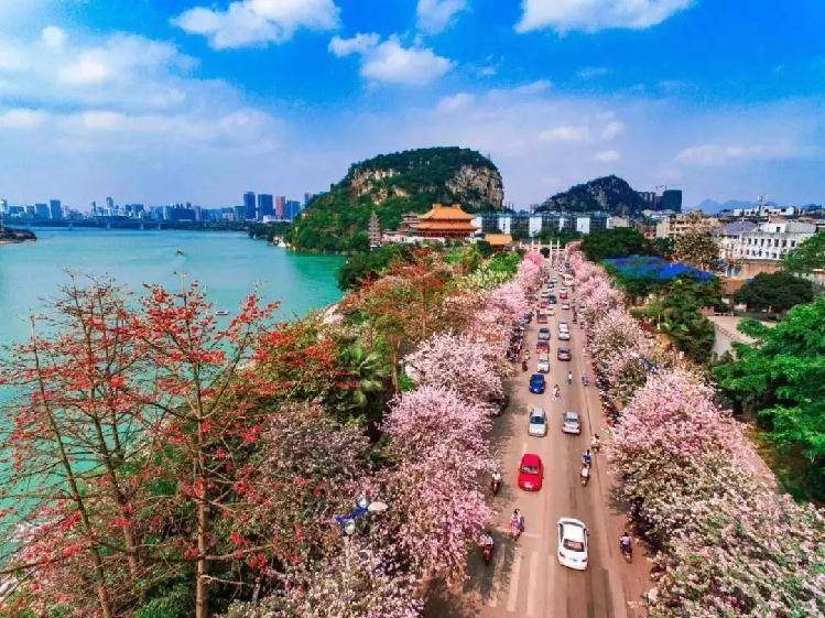 柳州春天的景象紫荆花图片