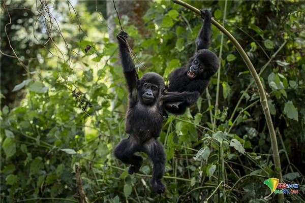 乌干达山地大猩猩林中荡秋千 悠闲轻松充满童趣