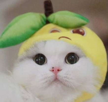 柠檬树上柠檬果,柠檬树下喵和我,主人:这柠檬有点甜哦!_猫咪