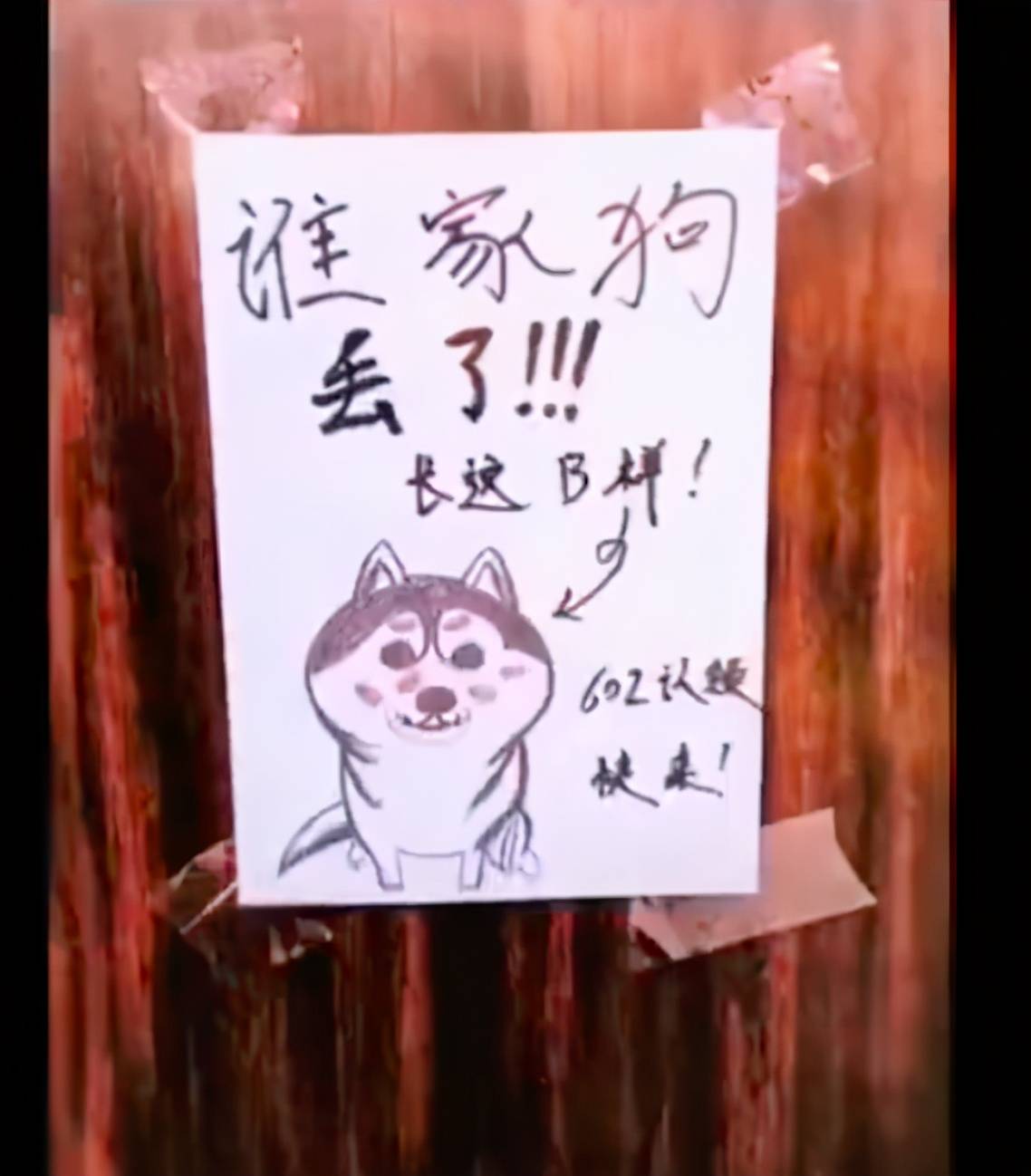 以为寻主启示的狗画像不靠谱 看了它真实样子后 直呼是灵魂画手 狗狗