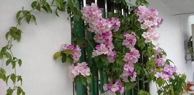 盆栽浇水很久不干 11181cf9281845e08e23857c5bc6b252.jpeg