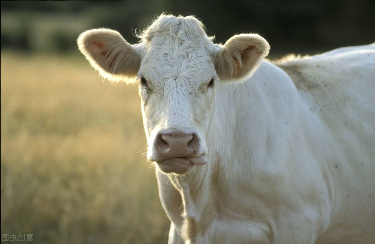 肉牛品种哪个好?世界十大著名肉牛都在这里了