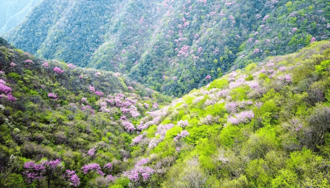 太平国家森林公园 紫荆花开正当时 花花世界邀你来 踏青