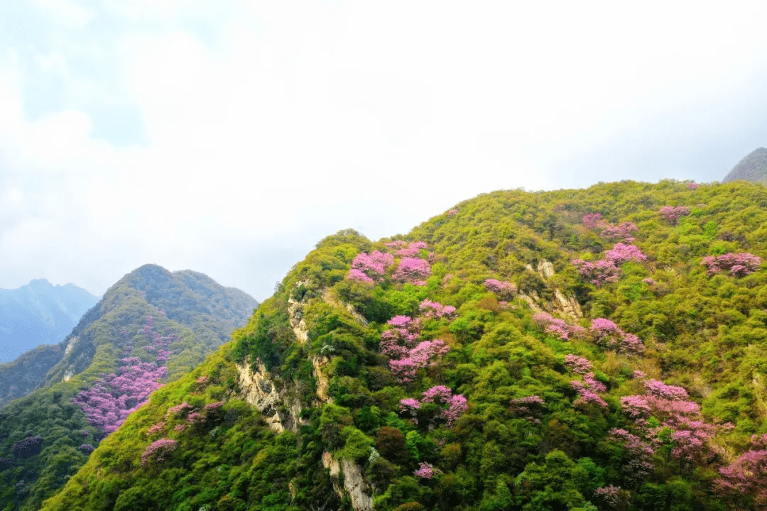 太平国家森林公园：紫荆花开正当时，花花世界邀你来