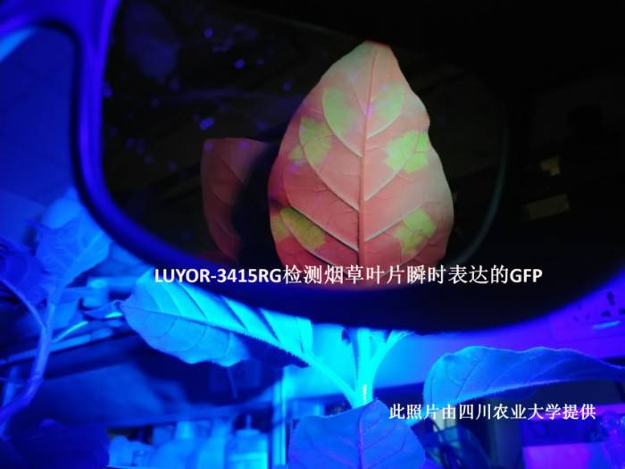 动植物 gfp 发光表达拍照激发光源的选择_荧光