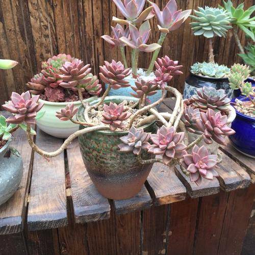 多肉怎么养成悬崖老桩 1fcfc7779a8a4601a1ceded9293929b5.jpeg