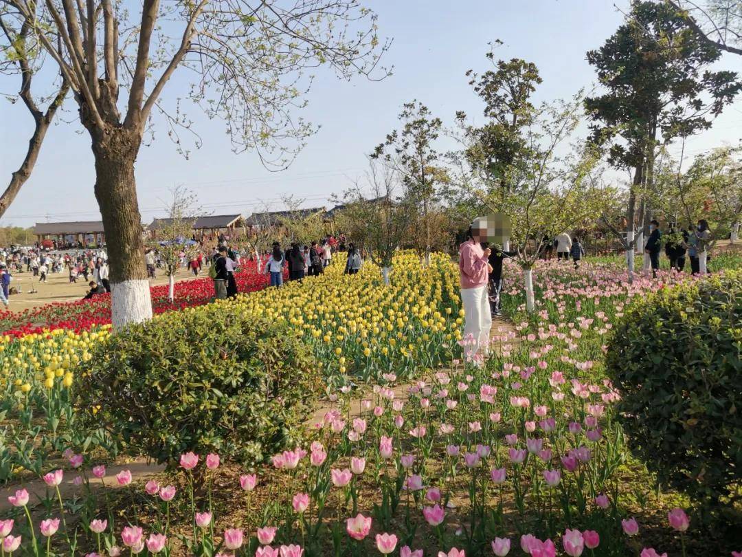 清明，商丘汉梁文化园的郁金香“哭了”：花开的时候，您别再来看我…