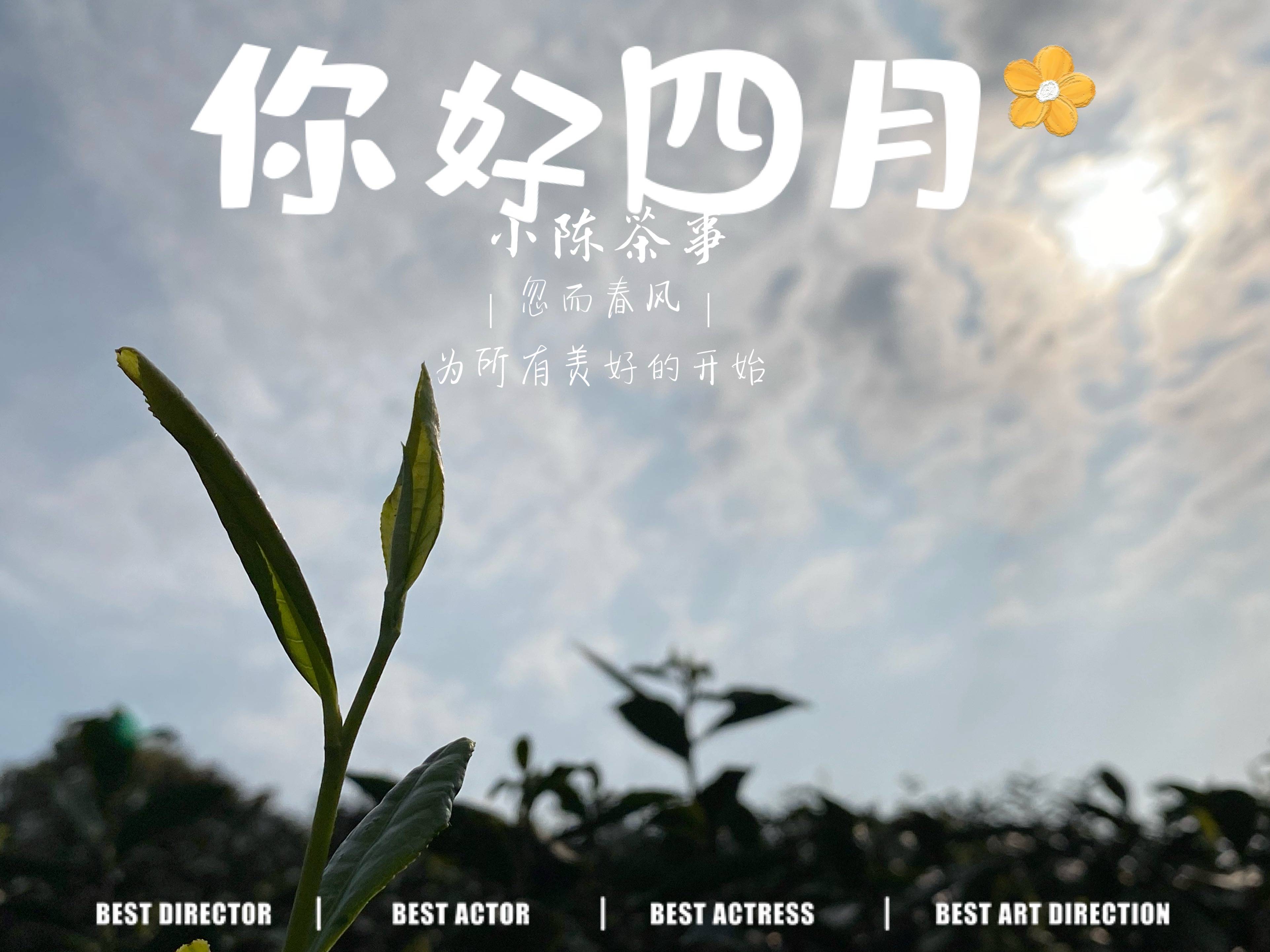 白牡丹物尽其用 抽针当白毫银针 边角料当寿眉 白茶被玩坏了 叶片