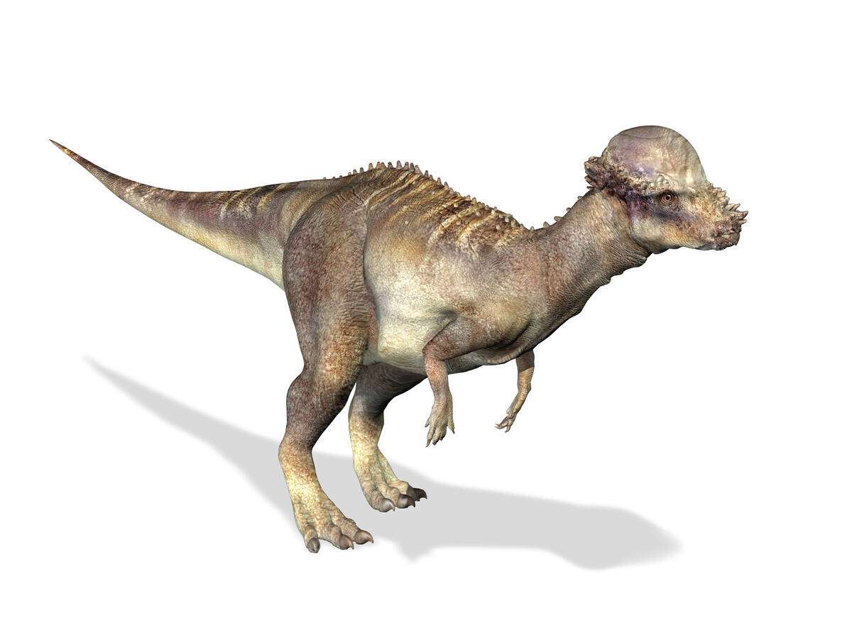 白垩纪的高手肿头龙,擅长野蛮冲撞与铁头功,为数不多的杂食恐龙