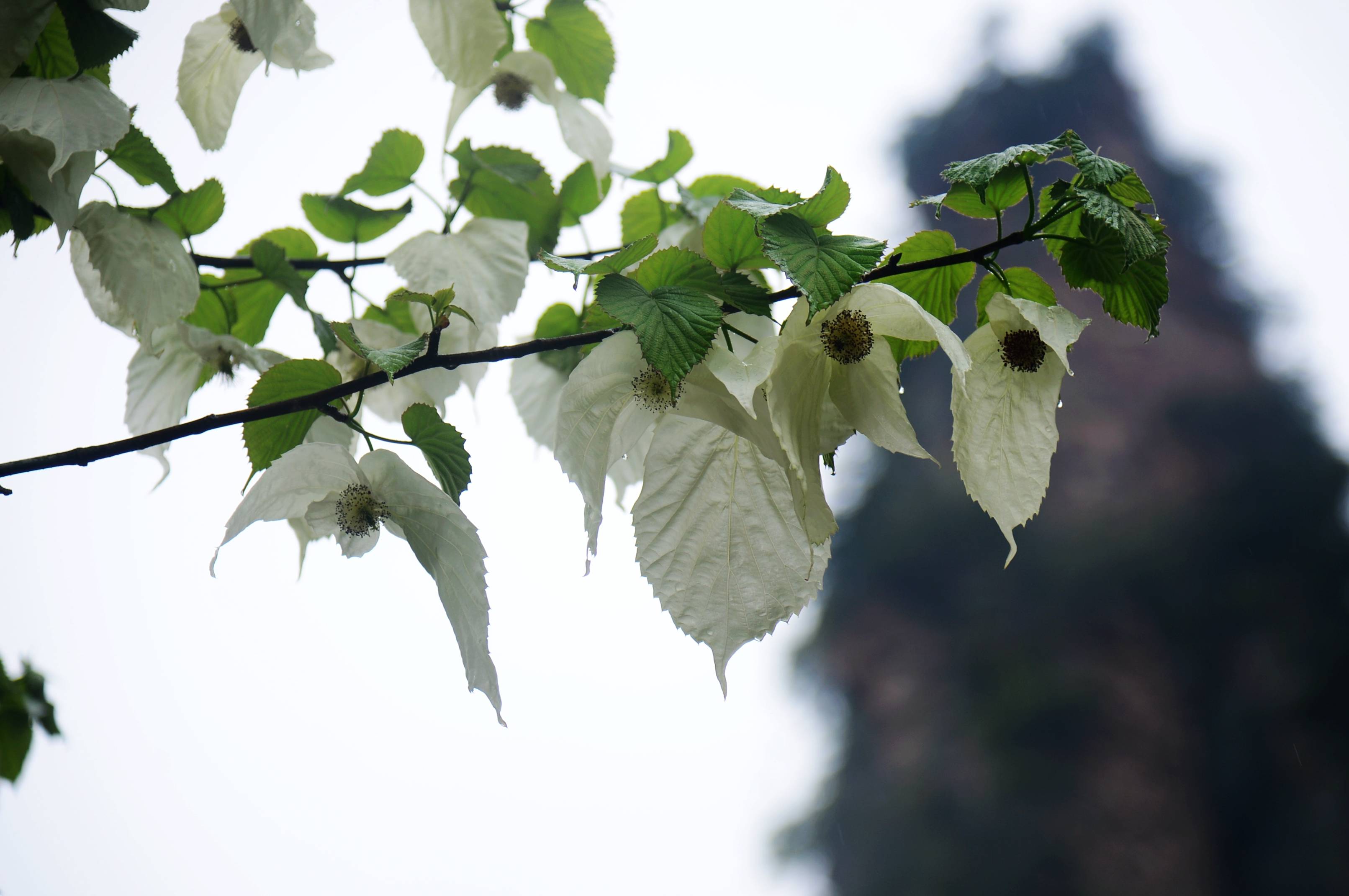 原创张家界武陵源核心景区有种志愿服务名叫鸽子花
