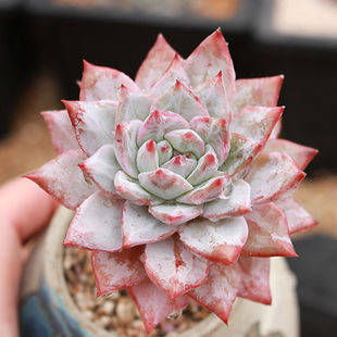 多肉怎么养容易上色 23e785d95e954eb88af08daa459af4a4.jpeg