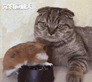 耗子当猫的面抢食吃,猫的表情亮了!网友笑喷:就欺负没文化的_仓鼠