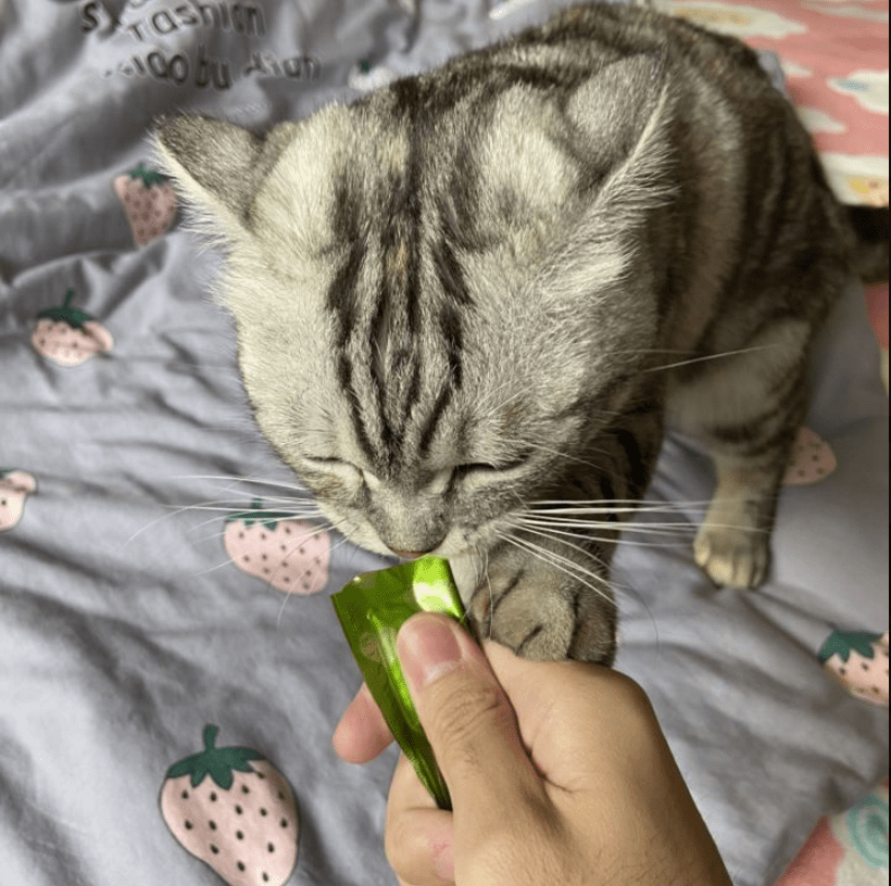 珍致评测:猫咪罐头五花八门,宝藏猫粮指南 珍致评测:猫咪罐头五花八门,宝藏猫粮指南