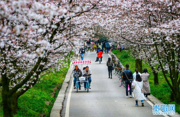 贵安“樱花季”带动周边乡村旅游收入4846万元