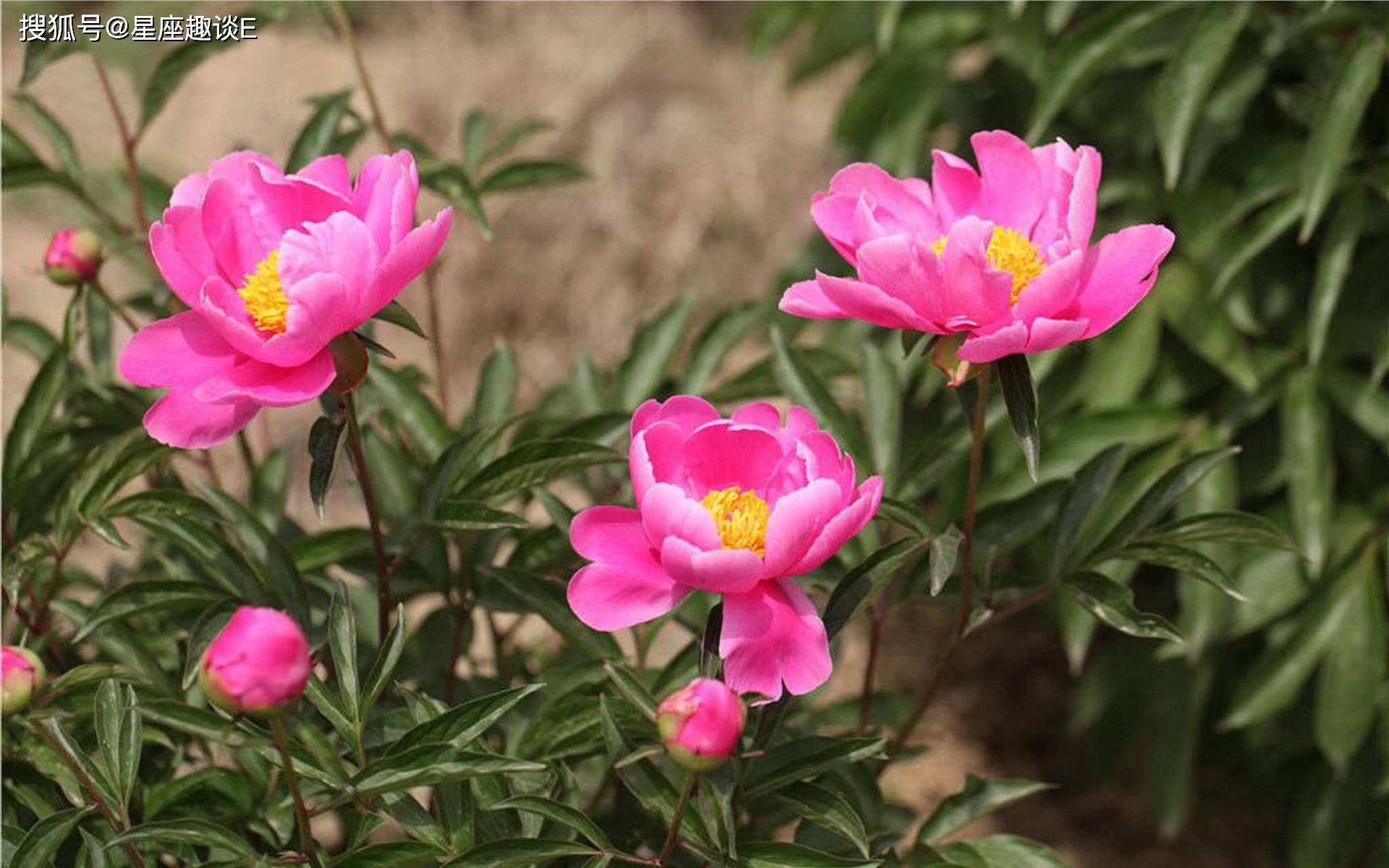 4月9日爱情运势 循序渐进 情有所归的四大星座 伴侣