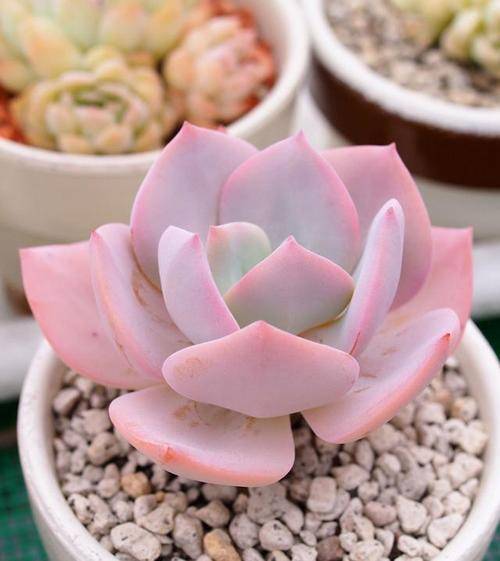 原创养多肉白凤做好4件事粉嫩可爱仙气十足太美了