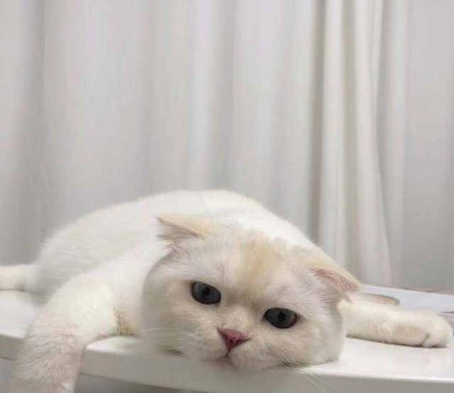 幼猫 和 成年猫 有什么区别 看完这些 你就明白了 猫咪