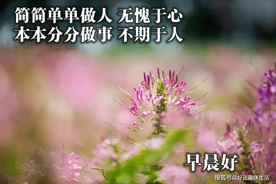 祝你早安简谱_祝你早安午安晚安视频(2)