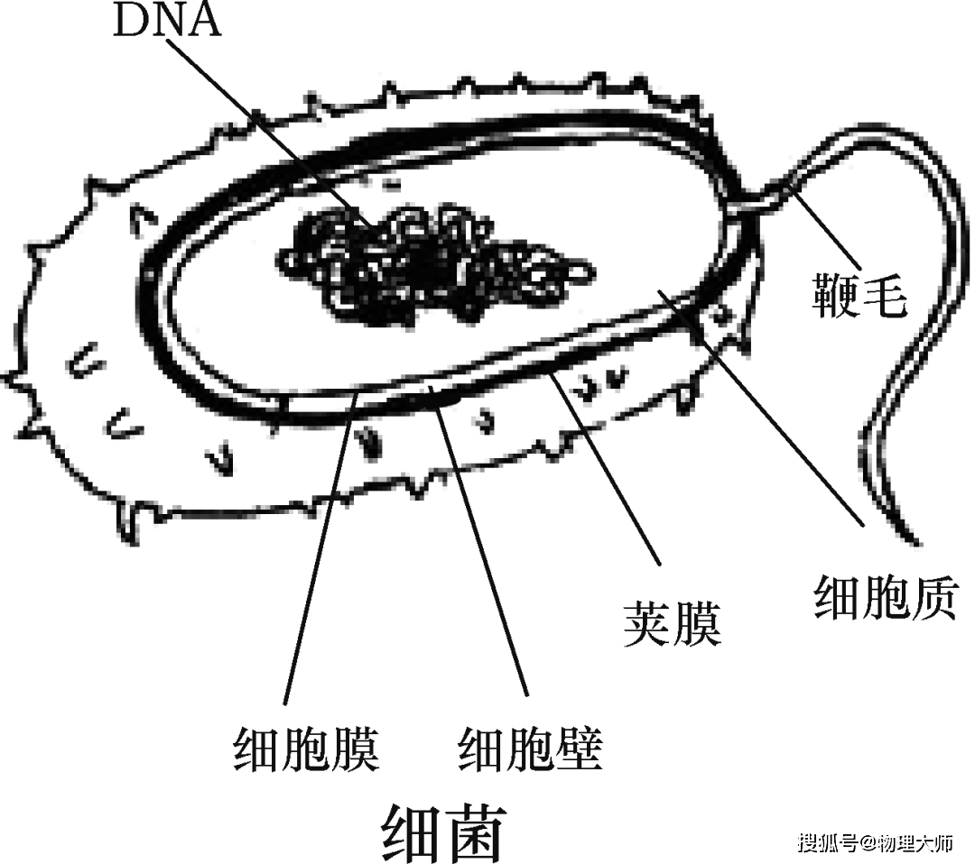 生物女性结构示意图 生殖系统穴位图